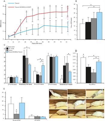 Adipose-Derived Mesenchymal Stem Cell Application Combined With Fibrin Matrix Promotes Structural and Functional Recovery Following Spinal Cord Injury in Rats